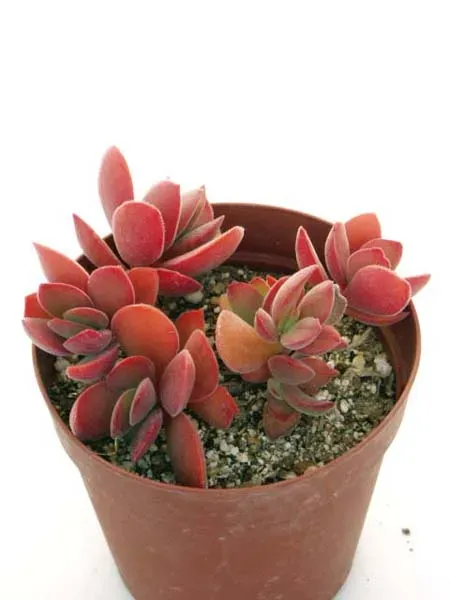 【決定版】多肉植物 ワテルメイエリーの育て方：驚くべき紅葉の秘密